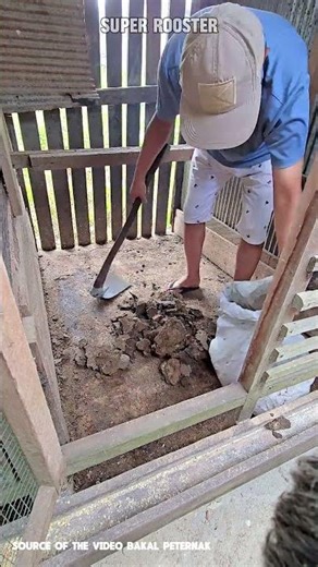 No More Smelly Coops! This Once-a-Year Cleaning Trick Works