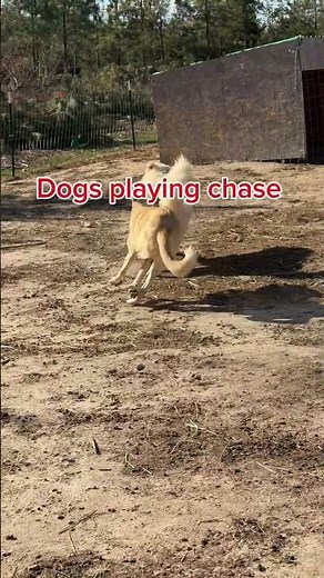 Adorable Pooch Playtime: Watch Dogs Enjoy a Fun Chase #Dogs #Playtime