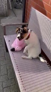 76 reactions · 3 comments | Good evening from our beautiful baby Skye 殺 | Barney's Animal Rescue | Facebook