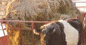 Belted Galloway Heritage Breed Cattle: 10 Reasons to Raise Them for Beef