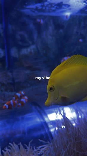 The Devine Square (@devinesquare)’s videos with original sound - The Devine Square