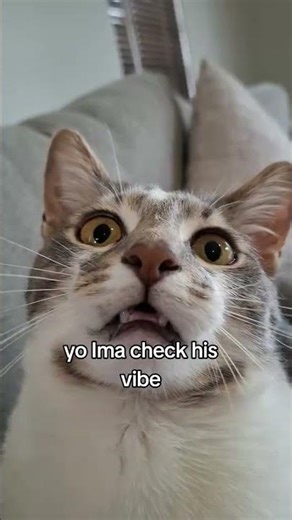 Wooow scary😾🤣 #shorts @kingarthur_2024