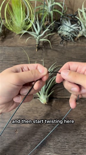 78K views · 1.2K reactions | Tutorial time! Here’s how to make a multiple-use air plants holder—simple, fun, and practical  | TillyMiri - Tillandsia Air Plants Miri | Facebook