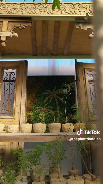 Introducing Baby Daddies: Cute Plants for Your Home