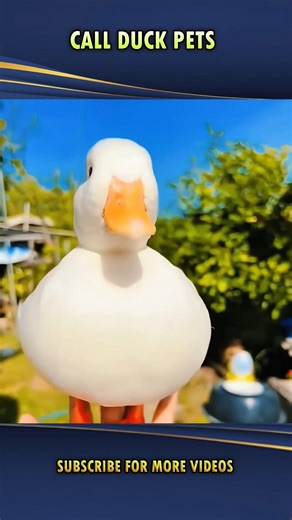 Call Duck Pets ఇవి చాలా తెలివైనవి వీటి గురించి మీకు తెలుసా? #callducks #callduck #tuvisiontelugu