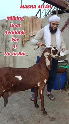Milking Goats for Successful Farming Practices