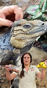 Beckham is one of our special iguanas and that is because he demands to be petted before he eats😅 He is such a cutie and I love being able to pet him🙌 Many people don’t know this about iguanas🤯 . . . #iguana #feeding #time #banana #cute #adorable #food #bite #hand #feed #eat #funny #funnyvideos #beauty #beautiful #time #wow #wildlife #fbpost #animals #animallovers #life #fun #wild #AmaZing #video #moment #facebook #fb #post #zoo | The Reptile Zoo