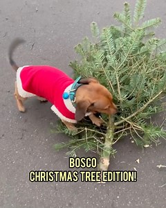 527K views · 10K reactions | Here for all your last-minute tree needs! Bosco and his big stick | Rover.com | Facebook
