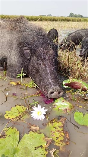 amazing pig behavior