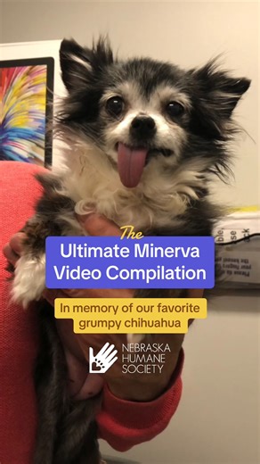 14K views · 182 reactions | The Ultimate Minerva Video Compilation: In memory of our favorite grumpy chihuahua | Nebraska Humane Society | Facebook
