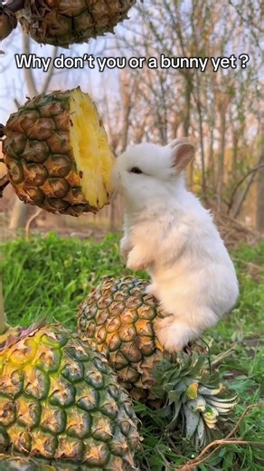 Bunny taste pineapple 🍍 #usa #cute #bunny #pineapple #rabbit