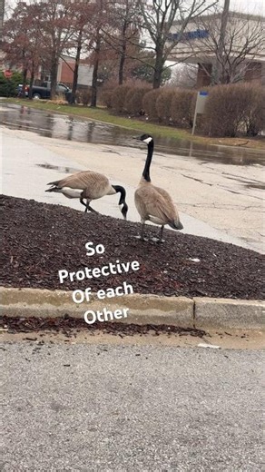 MOM & DAD GEESE STROLL GOOSE GAGGLE #duck #geese #goose #urbanlife