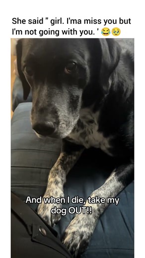 She said “ 👀 as in… outside to pee???" #dog #pets #viral #animals #dogshorts