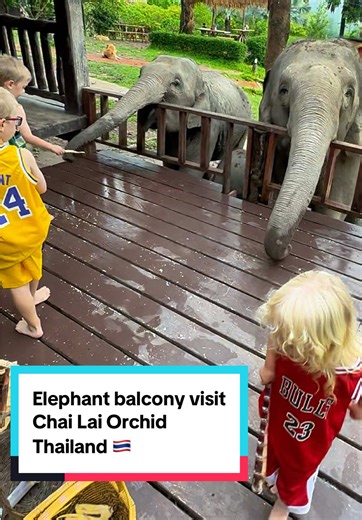 Kids Feeding Elephants from the Balcony in Thailand