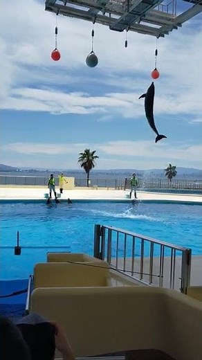 水族館 イルカショー
