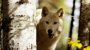 Lone wolf hunting outdoors in woodland