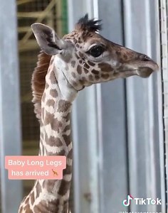 69K views · 5.2K reactions | Ok, HOW CUTE is the newborn baby giraffe at the Toronto Zoo?! That tuft of hair  - Sam East | Virgin Radio Toronto | Facebook
