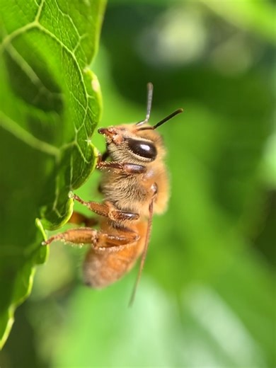 Start Your Beekeeping Adventure This Spring! 🐝