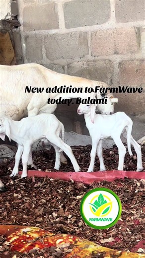 Lambing Season at Farmwave: Meet Our Balami Lambs