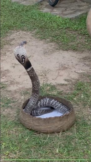 Black Cobra 🐍 | One of the Deadliest Snakes in the World 😱