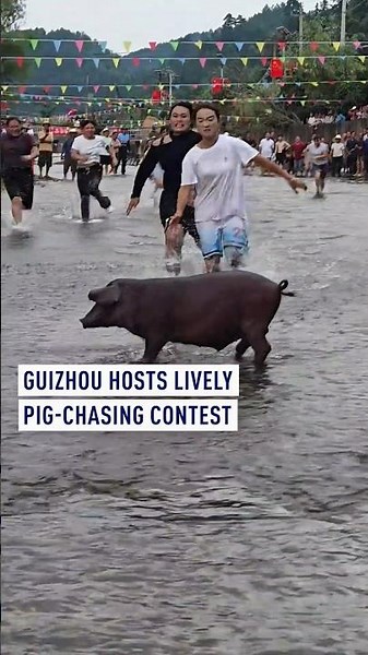 Guizhou hosts lively pig-chasing