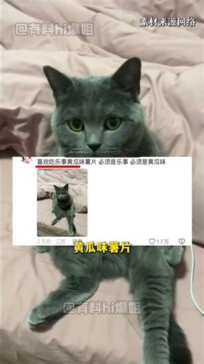 咪的天，咪們都是老吃家來的#貓咪#貓#可愛