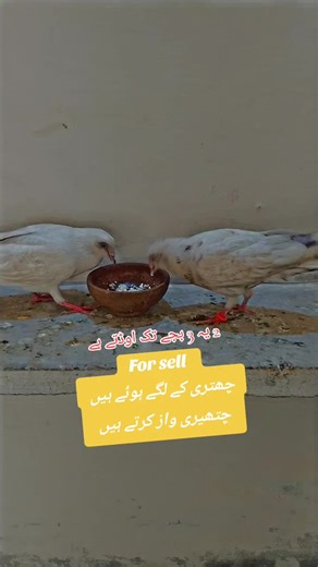 #Foryoupage🥰🤗💫💯🔥 #fypシ゚viral #unfreezemyacount🙏 #growmyaccount💯😎💫💫 #viraltiktokteam_1million