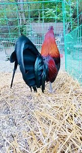 The hard work and dedication invested by breeders will be evident in their birds. Success is earned, not bestowed. It is achieved through numerous hours of diligent effort, patience, and education, combined with knowledge and expertise. Being a proficient breeder requires a strong work ethic and a commitment to excellence, as well as a willingness to learn and adapt. Furthermore, it involves conducting one's own research and exploring new ideas, rather than adhering rigidly to established method