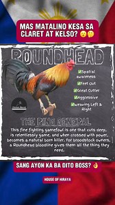 Roundheads the ring general! 🔥👏 mas matalino nga ba sa kelso at claret? 🤔Disclaimer: No animals were harmed nor injured in the making of this post/video. This is for educational, documentation and breeding purposes only. Not intended for illegal use. We do not promote crime or any illegal activity. #viralreelsfb #fypシ #fypシ゚ #highlight #Kaalaman #highlights | House of Hiraya シ