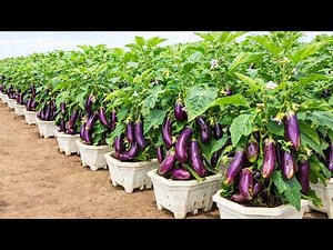 Growing Eggplant in Pots for Big, Steady Harvests