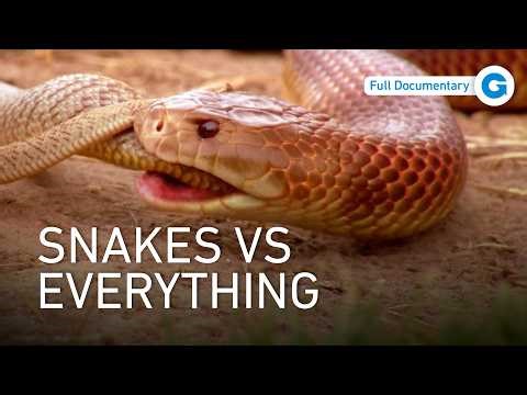 Outback Terrors: Where Only the Deadliest Survive | Full Documentary