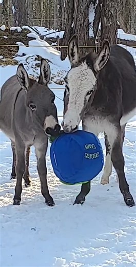 Watch Great toy for donkeys on Amazon Live