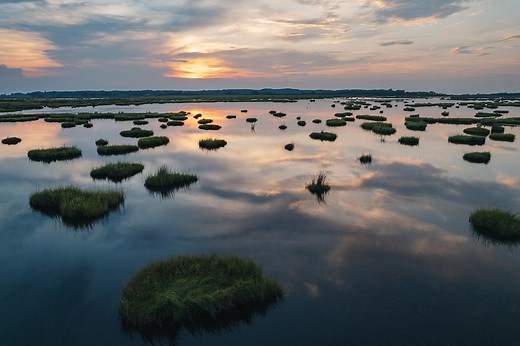 Diamondback Terrapins | Maryland Sea Grant