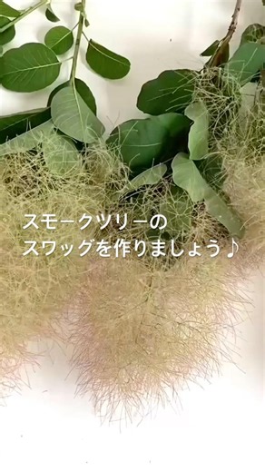 スモークツリーのシンプルなスワッグ￼ #shorts #swag #スワッグの作り方 #スモークツリー