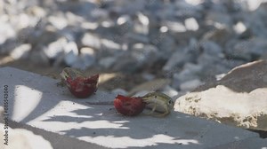 Italian wall lizards (Podarcis siculus) gather to feed with cherries fallen on ground