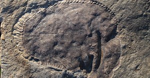 Dickinsonia: Earliest Known Animal Lived Before Cambrian Explosion