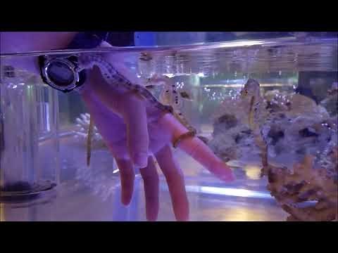 【お魚関連】タツノオトシゴとのふれあい方（伊勢シーパラダイス／水族館）