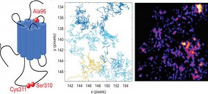 Spotlight Publication: “Membrane Nanoscopic Organization of D2L Dopamine Receptor Probed by Quantum Dot Tracking” published in Membranes