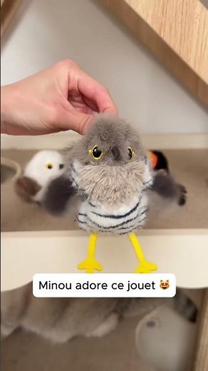 Minou loves this interactive bird cat toy