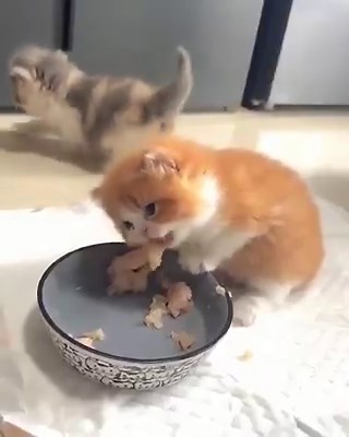 Silly little cats (@Cutekittycats_) on X