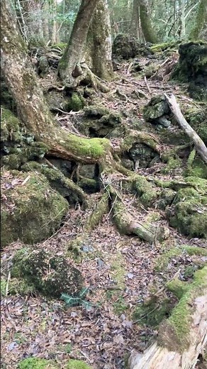 青木ヶ原樹海