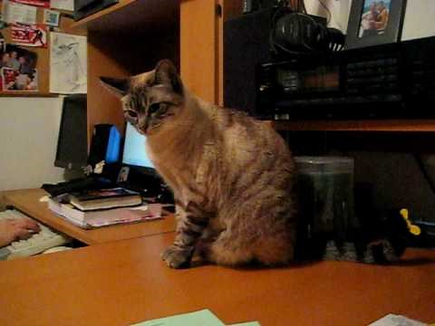 feline hyperesthesia