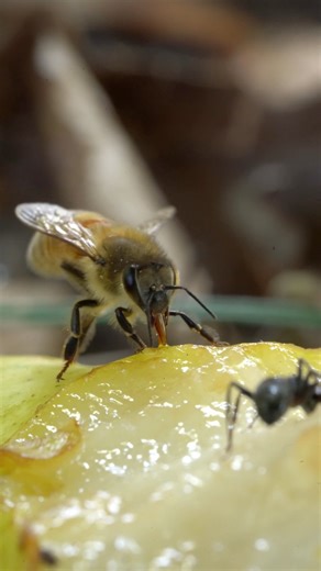 Drunk Bees! #beekeeper #beekeeping #bees #wasp #drunk | Bowser Bee