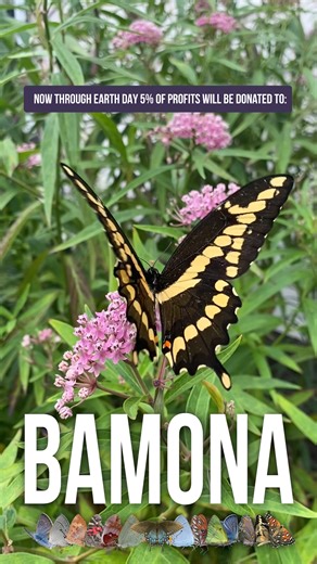 In honor of Earth Day, 5% of profits from online orders will be donated to Butterflies and Moths of North America 🐛🦋 now through April 22nd! Plus, get a FREE native plant-insect interactions guide with every online order! Butterflies and Moths of North America (BAMONA) is a citizen science project to collect, store, and share information about butterflies and moths (Lepidoptera). Butterfly and moth observations recorded in BAMONA are used to create regional species lists, image galleries, and 