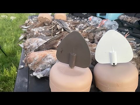 Incredible Dove Hunting Mojo Flicker Decoys - 3 Man Limit - Shotkam