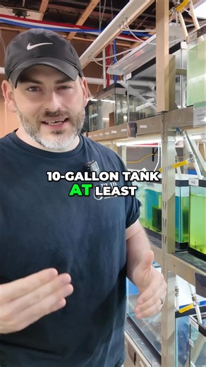 Considering setting up a tank for Dwarf Emerald Rasboras? This video gives a quick look into the ideal setup, but for our FULL recommendation, watch our full-length video on our YouTube channel ▶️ Watch the FULL video ▶️ https://youtu.be/380UuQp0W5c?si=Vr9ikQSkZcYWUrsj Other Helpful Links: 👨‍👩‍👧‍👦 Unlock exclusive content & perks — Join the Aquarium Club! Join here 👉 https://www.youtube.com/channel/UCwqXcfzaWIkNPtvlYuLb1Dg/join 👾 Join our Flip Fam on Discord — chat, learn, and connect with