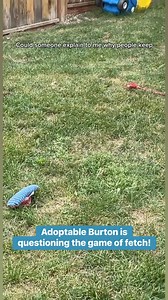 Adoptable Burton is questioning the game of fetch 😂🤔 Insightful and adorable, who could ask for more! #yxerescue #NHDR #yxerescuedogs #newhopedogrescue #rescueismyfavouritebreed | New Hope Dog Rescue