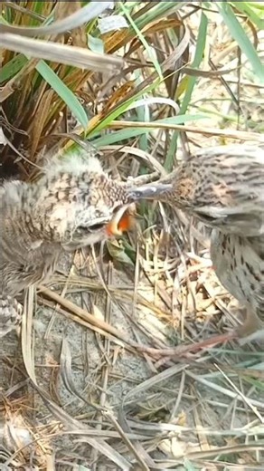 Emotional Feeding Moment Outside the Nest Baby Bird Too Hungry—Jumps Out of Nest (p3) #viral #shorts