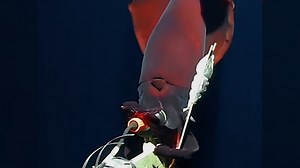 139K views · 1.7K reactions | Thanks for the hug, Mr. Squidward! Rare deep-sea squid greets researchers via underwater cam. | USA TODAY | Facebook