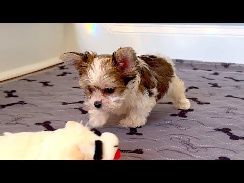 Yorkie Male Parti WOW Ready Now 4sale Marietta GA Tcupsandtoypups.com 770-527-7295 #yorkshireterrier